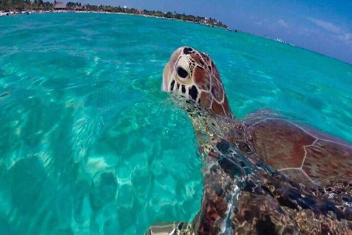 Private Turtle encounter + Cenote Adventure! Express Tour