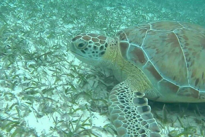 Private Turtle encounter + Cenote Adventure! Express Tour