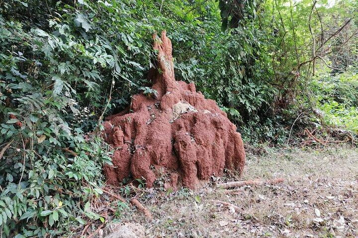 Full-Day Volta Experience ( Mount Gemi and Monkey Sanctuary) Private Tour