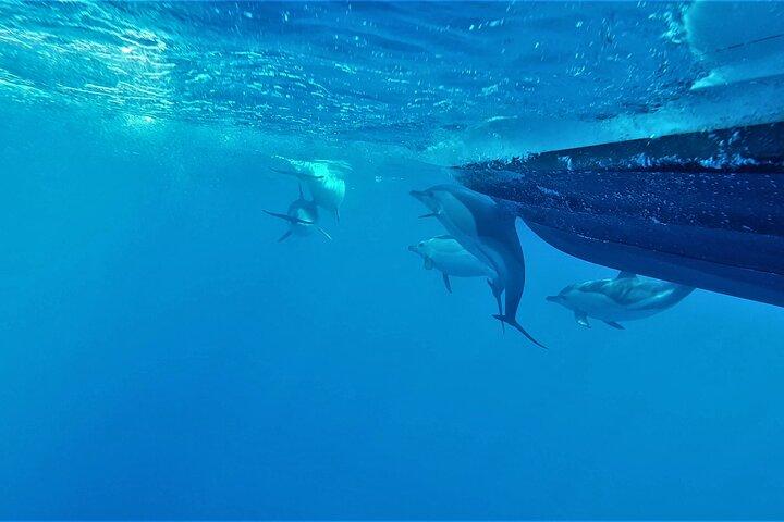 ベナギル洞窟 アルブフェイラから見守るイルカとの訪問