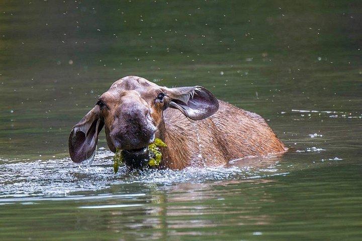 Jasper Aften Wildlife Tour