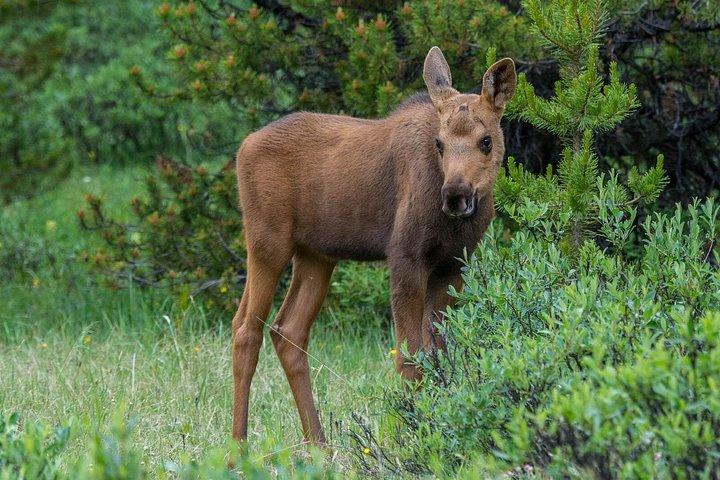 Jasper Aften Wildlife Tour