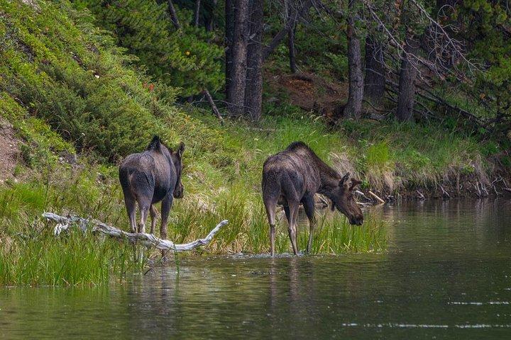 Jasper Aften Wildlife Tour