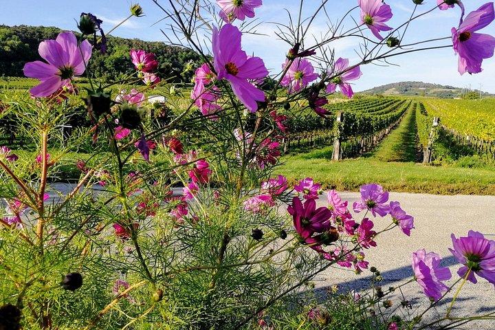 ウィーンの森プライベートワインツアー：地元のブドウ畑＆絶景