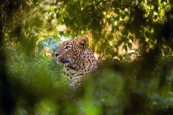 Safari en jeep dans le parc national de Wilpattu au départ de Negombo / Waikkal (tout compris)