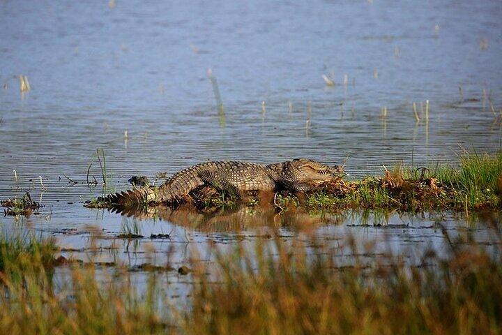 ネゴンボ/ワイカルからのウィルパットゥ国立公園ジープサファリ（オールインクルーシブ）