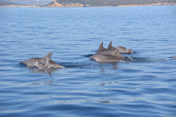 Tour to Figarolo Island with the possibility to observe dolphins