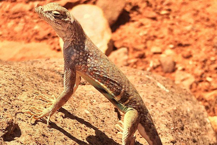 Sedona Sacred Canyons Loop Hike With a Private Guide