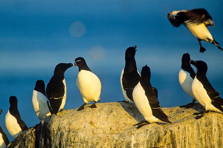 Puffin & Marine Wildlife Boat Tour