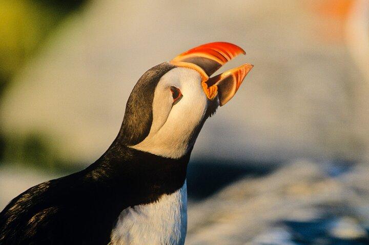 Puffin & Marine Wildlife Boat Tour