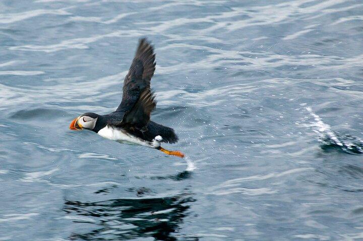 Puffin & Marine Wildlife Boat Tour