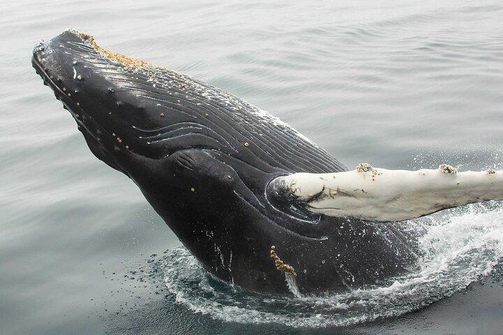 Puffin & Marine Wildlife Boat Tour