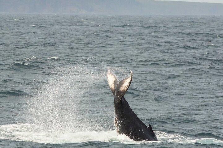 Puffin & Marine Wildlife Boat Tour