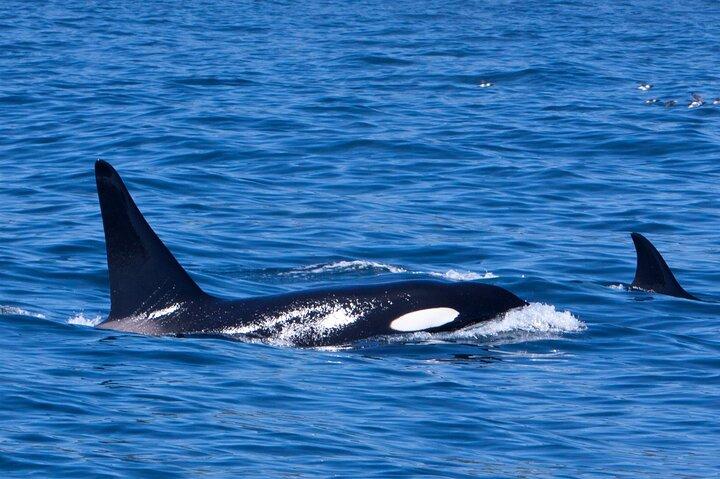 Puffin & Marine Wildlife Boat Tour