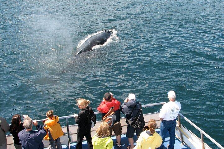 Puffin & Marine Wildlife Boat Tour
