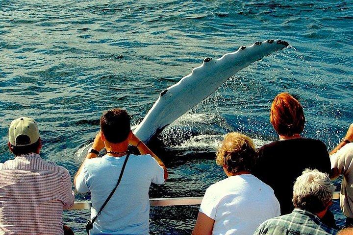 Puffin & Marine Wildlife Boat Tour