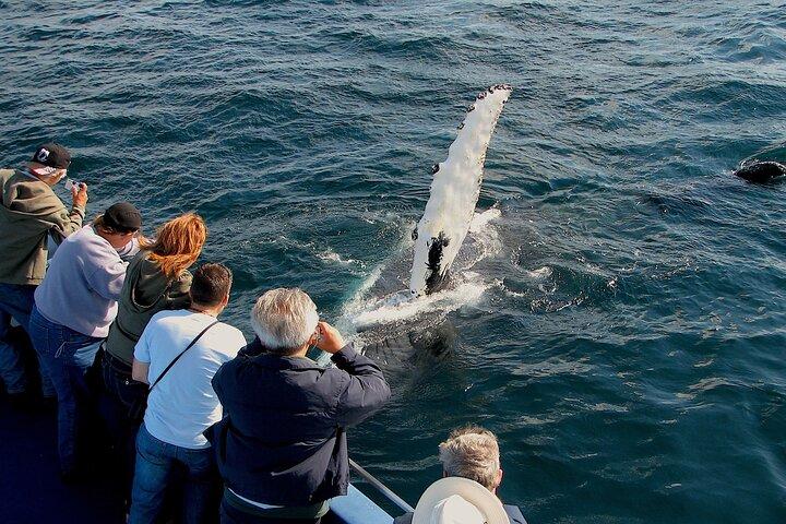 Puffin & Marine Wildlife Boat Tour