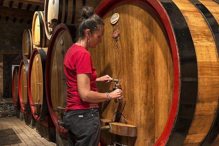 1-Hour Experience with Brunello. Visit to the Vineyard and Cellar