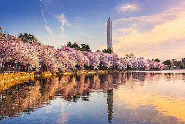 Tagesausflug von NYC nach D.C : Thomas Jefferson Memorial to Cherry Blossoms