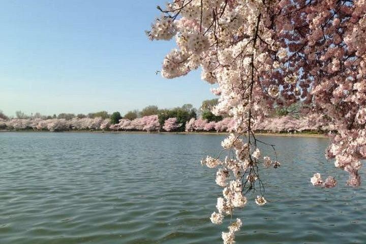 ニューヨークからのワシントンD.C. 桜の日ツアー