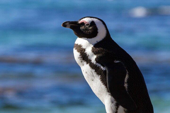 Rota do Jardim de 7 Dias + Safari Addo com Cape Point e Cape Winelands