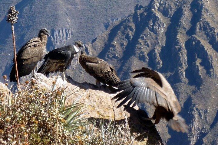 Intera giornata Colca Canyon con entrate da Arequipa
