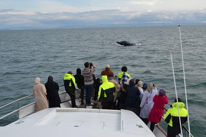 Hvalsafari & Delfin Yacht Cruise