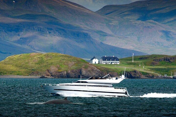Hvalsafari & Delfin Yacht Cruise