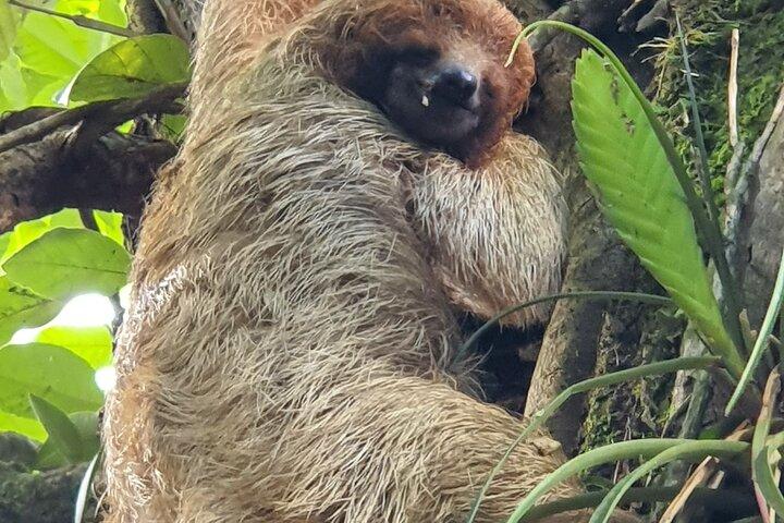3 in 1、青い川のジップライン、青い川のチュービング、ナマケモノ