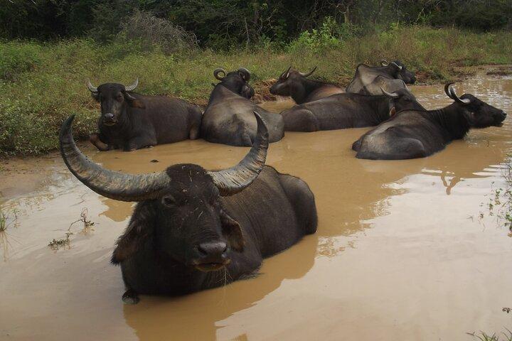 Big Animals and Birds Safari vom Hafen Hambantota