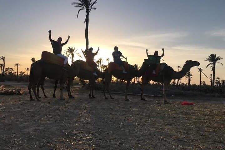 Sunset Camel Ride in the Palm Grove Of Marrakech