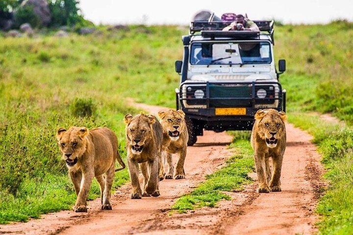 Enastående dagsutflykt till Tarangire National Park