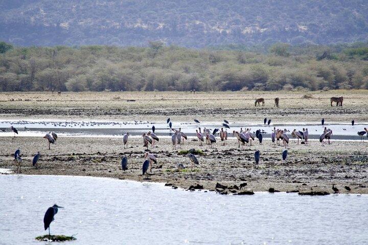 Fremragende dagstur til Tarangire National Park