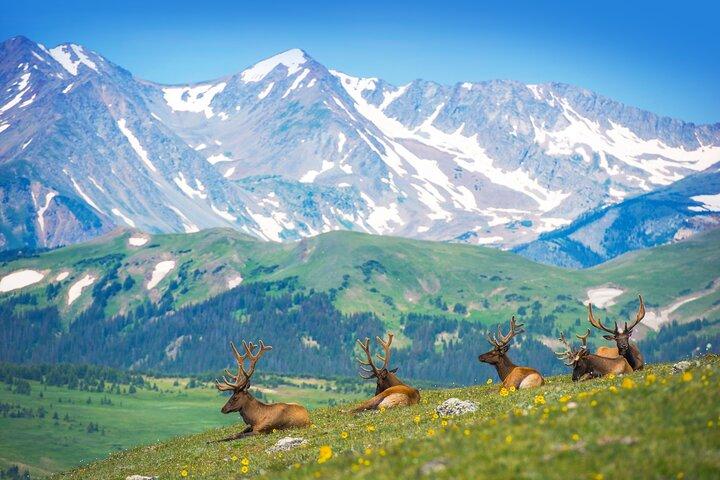 Privat fuglevandring i Rocky Mountain National Park