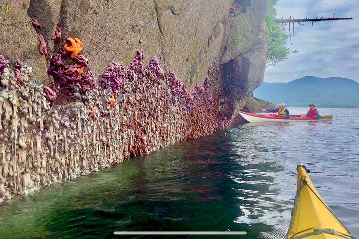 Orca Cove Sea Kayak