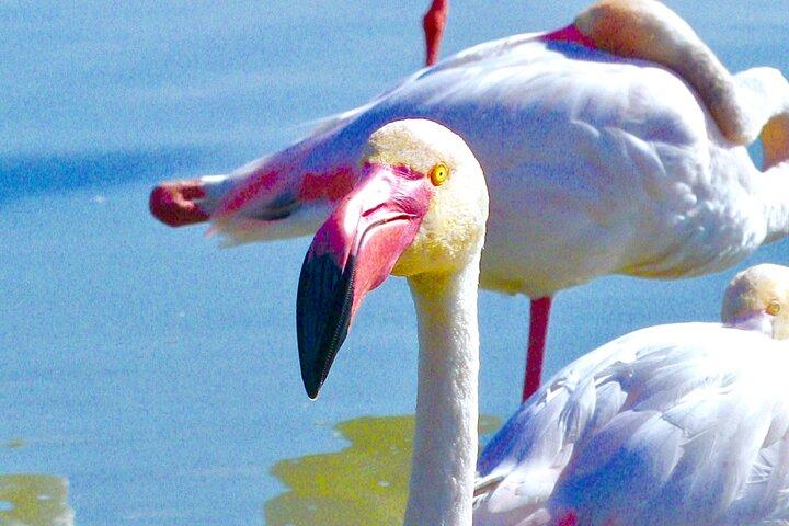Excursión de día completo a Arlés y Camarga incluyendo Aigues Mortes