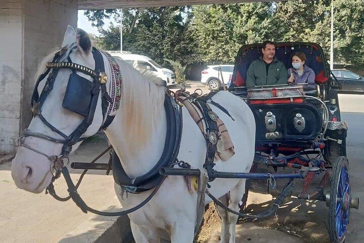 カイロ/ギザのホテルからの馬車とセーリングフェルッカによるシティツアー