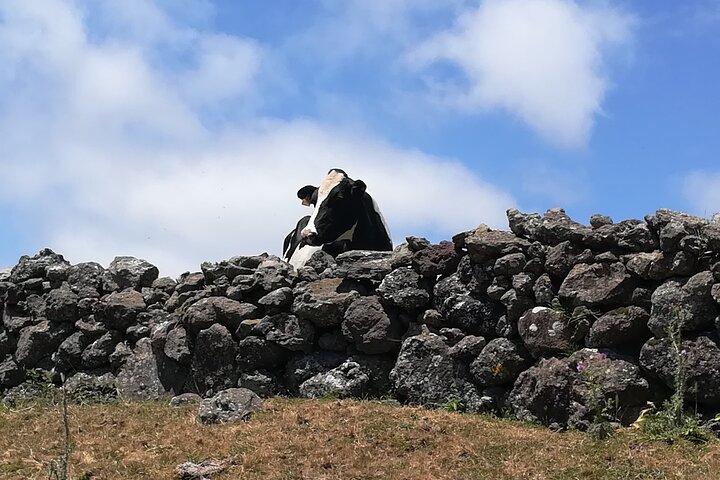Terceira Island Transfers | Azorerne