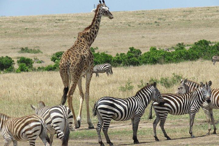 4 泊 5 日マサイマラ、ナクル湖、ヘルズ ゲート ナイバシャ湖バジェット サファリ