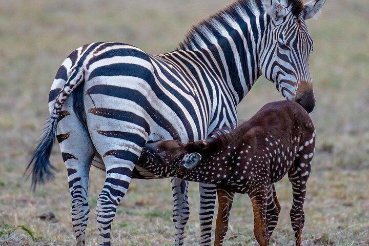 Safari di 3 giorni a Samburu da Nairobi