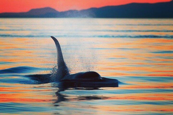 カウチン ベイの半日クジラとワイルドライフ アドベンチャー