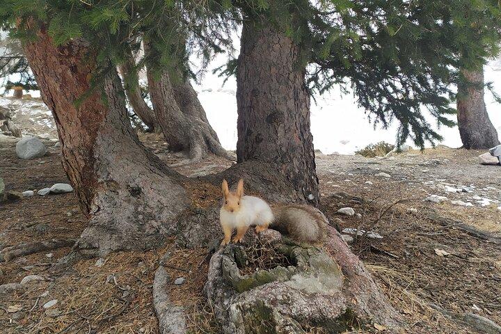 Dagtur til Ala-Archa National Park