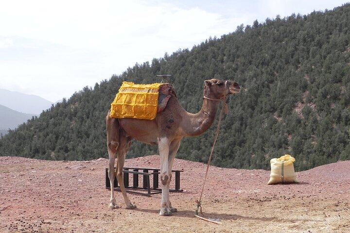 Heldagsudflugt til Ourika-dalen fra Marrakech.