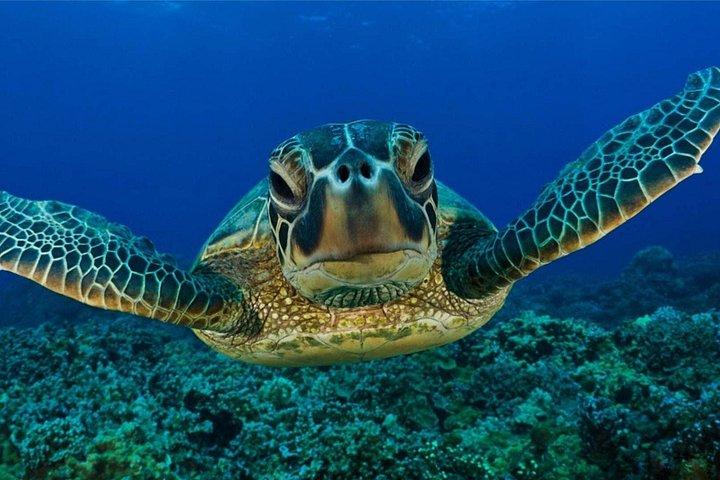 Snorkeling Safari in Mirissa