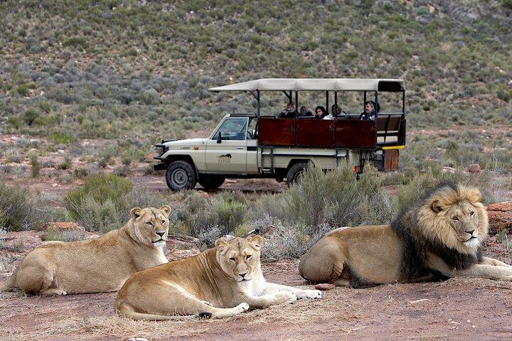 4-dagars privata Kapstadens höjdpunkter och övernattning Big 5 Safari på Aquila