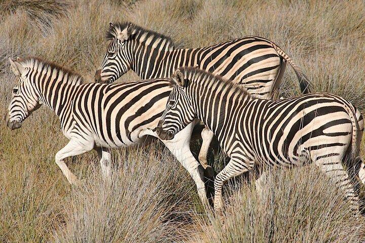4-daagse privé Kaapstad hoogtepunten Tours en overnachting Big 5 Safari in Aquila