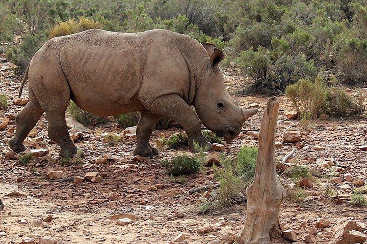4-daagse privé Kaapstad hoogtepunten Tours en overnachting Big 5 Safari in Aquila