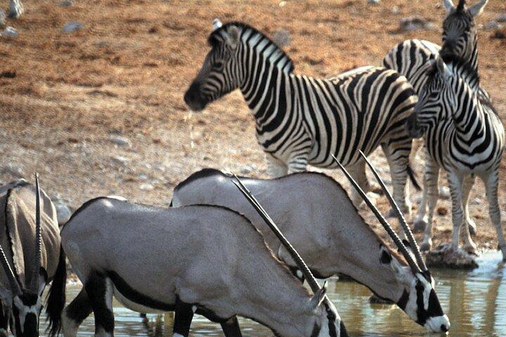 4-daagse privé Kaapstad hoogtepunten Tours en overnachting Big 5 Safari in Aquila