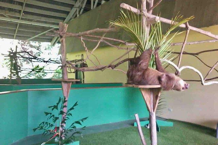 Gamboa Wildlife and Sloth Sanctuary Tour med afhentning