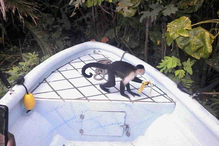Gamboa Wildlife and Sloth Sanctuary Tour med afhentning